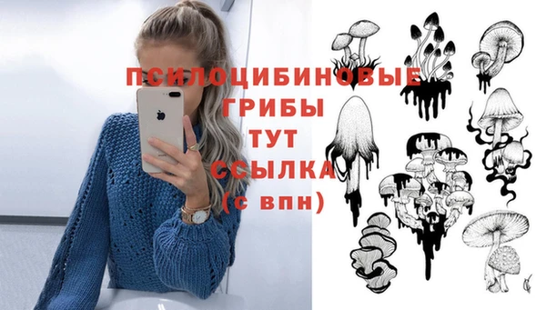 прущие грибы Приозерск
